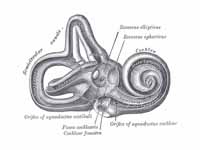 The bony labyrinth (osseous labyrinth)