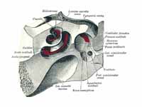The cochlea and vestibule, viewed fro...