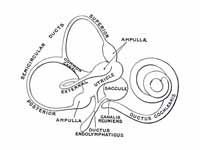 The membranous labyrinth.