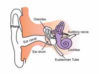 Anatomy of the human ear.