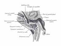 Horizontal section through left ear; ...