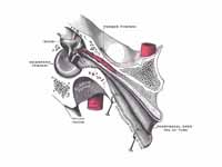 Auditory tube, laid open by a cut in ...