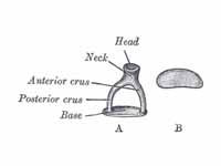 A. Left stapes. B. Base of stapes, me...