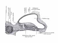 Transverse section of the cochlear du...