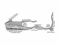 Floor of ductus cochlearis.