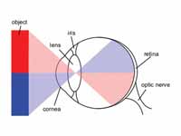 Optical layout of the eye