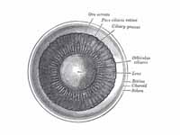 Interior of anterior half of bulb of ...