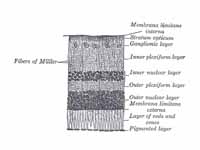 Section of retina