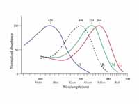 Normalized typical human cone (and ro...