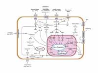 Overview of signal transduction pathways