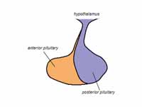 Pituitary gland. Posterior pituitary ...