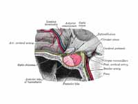 Hypophyseal portal system
