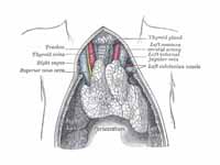 The thyroid gland is located above th...