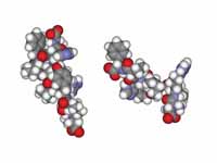 Space-filling models of angiotensin I...
