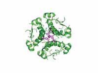 Computer-generated image of insulin h...