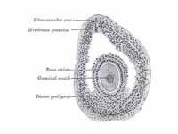 Section of vesicular ovarian follicle...