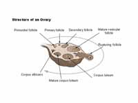Structure of an ovary