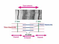 Image of sarcomere