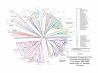 Phylogenetic tree of the myosin super...