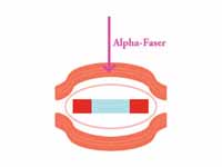 Alpha fiber