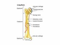 Long bone structures