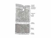 Transverse section of trachea. (Hyali...