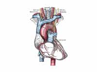 The thoracic aorta, heart and other g...