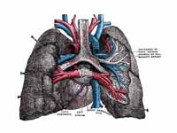 Pulmonary vessels, seen in a dorsal v...