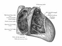 Interior of right side of heart.