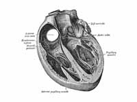 Section of the heart.