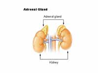 Adrenal glands and kidneys