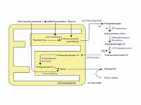 Heme synthesis—note that some reactio...