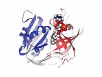 Ribbon diagram of erythrocytic methem...