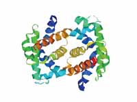 Fetal hemoglobin protein structure