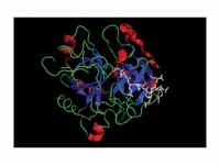 Coagulation factor II (thrombin)