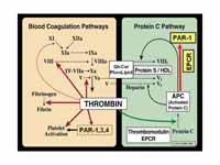 Blood Coagulation (Thrombin) Pathway,...