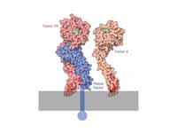 Tissue factor activation