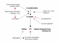 Fibrinolysis (simplified). Blue arrow...