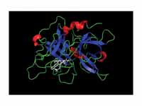Crystal structure of the protease dom...