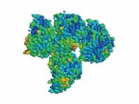 Plasminogen catalytic domain