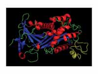 Plasminogen activator inhibitor-1