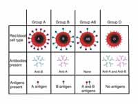 ABO blood group antigens present on r...