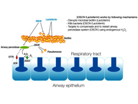 Schematic diagram of the respiratory ...