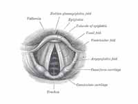 View of interior of larynx. (Trachea ...