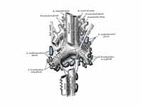 The tracheobronchial lymph glands.