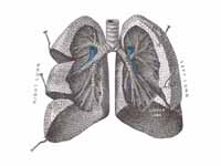 Bronchi and bronchioles. The lungs ha...