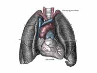 Front view of heart and lungs.