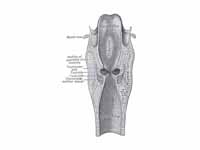 Coronal section of larynx and upper p...