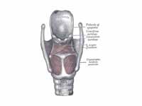 Muscles of larynx. Posterior view.