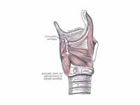 Muscles of larynx. Side view. Right l...